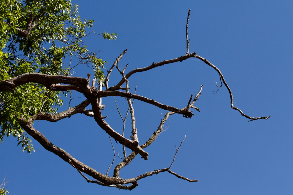 02 - Tamar island (6).jpg